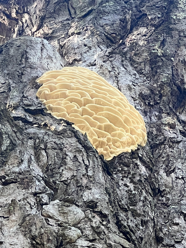 Northern Tooth