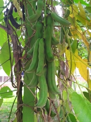 Mucuna