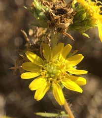 Centromadia fitchii