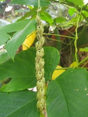 Mucuna