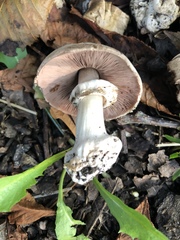 Pseudochitonia