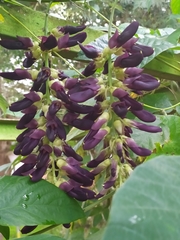 Mucuna