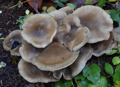 Lyophyllum decastes — (c) Gail A Baker, some rights reserved (CC BY)