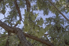 Banisteriopsis malifolia
