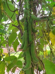 Mucuna