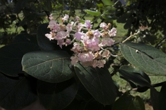 Banisteriopsis malifolia