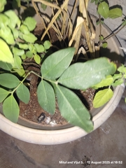 L'arachide (Arachis hypogaea)