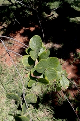Banisteriopsis malifolia