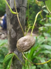 Dioscorea