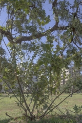 Banisteriopsis malifolia