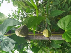 Dioscorea