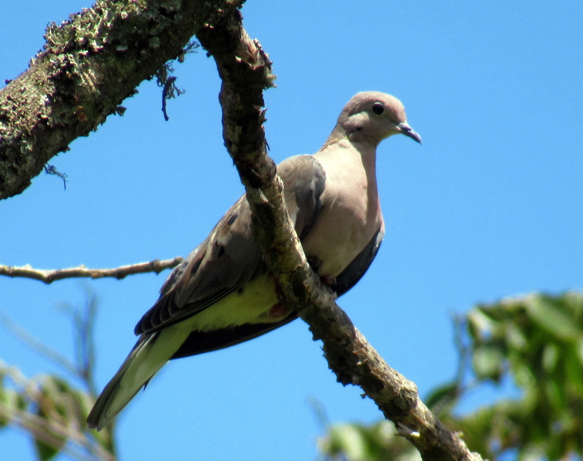 Zenaida auriculata image