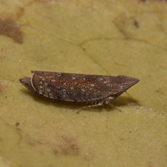 Scaphytopius acutus