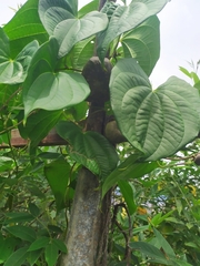 Dioscorea