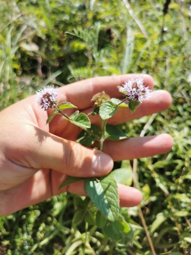 Mentha aquatica