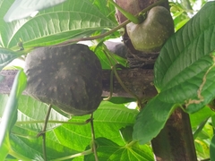 Dioscorea