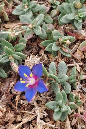 Lysimachia monelli, photograph 2