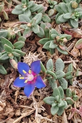 Lysimachia monelli, photograph Andrés Asun, CC0, iNaturalist via GBIF