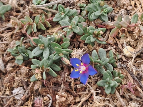 Lysimachia monelli, photograph 3