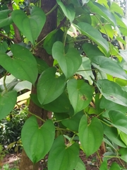Dioscorea