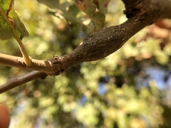 Andricus chrysolepidicola