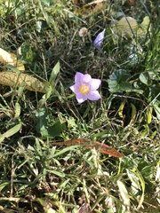 Crocus kotschyanus