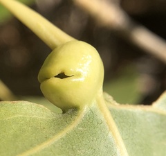 Pemphigus obesinymphae