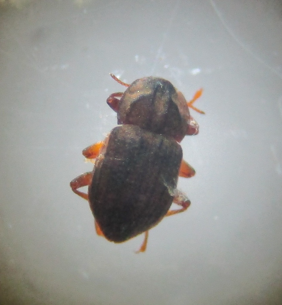 Elpidelmis