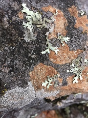 Ionaspis lacustris