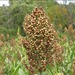 Sorghum - Photo (c) onidiras-iNaturalist, some rights reserved (CC BY-NC)
