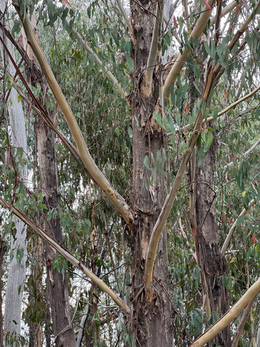 Alpine Ash (Eucalyptus delegatensis)