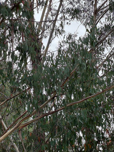 Eucalyptus delegatensis, photograph 2