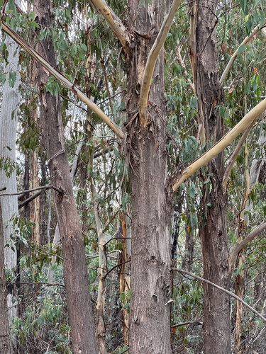 Eucalyptus delegatensis, photograph 3