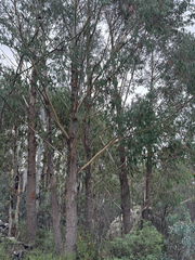 Eucalyptus delegatensis, photograph (c) Caleb Catto, some rights reserved (CC BY)