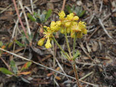 Eriogonum umbellatum var. covillei