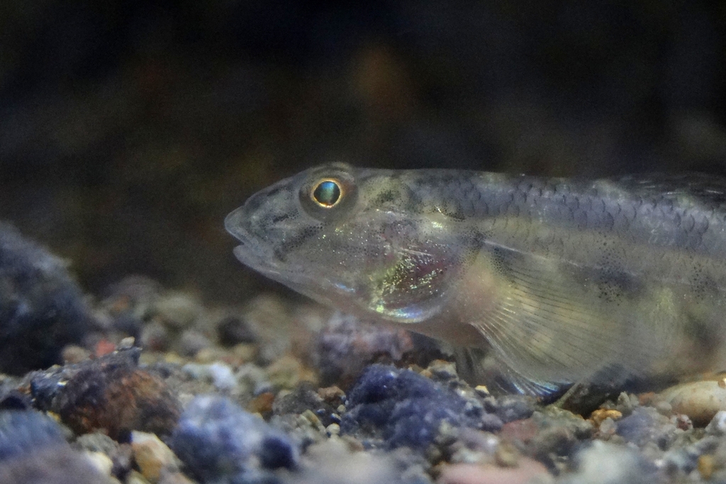Scribbled goby (Awaous grammepomus) — Gobiidae