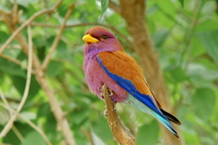 Eurystomus glaucurus