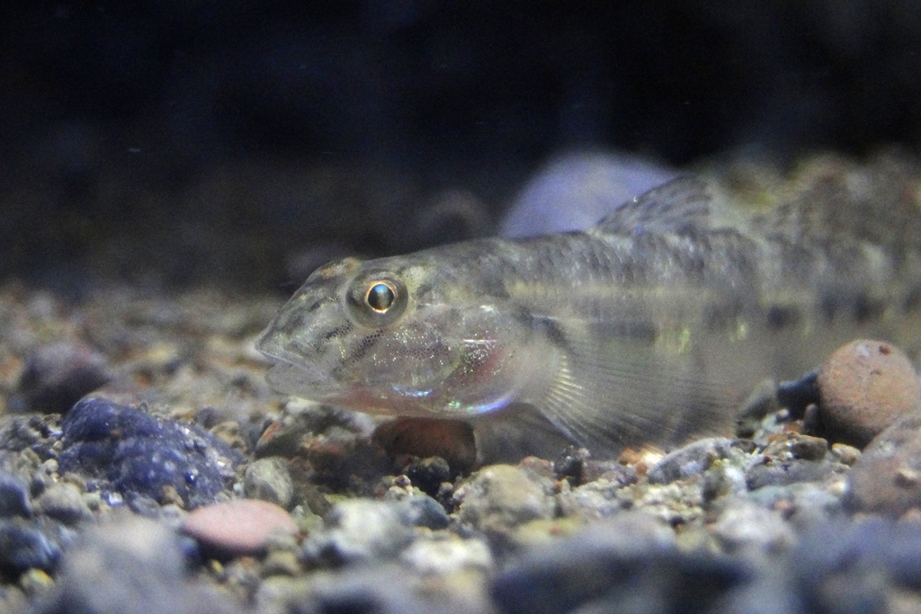 Streaked River Goby