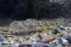 Streaked River Goby photo 2