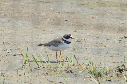 Chorlitejo semipalmeado (Charadrius semipalmatus)