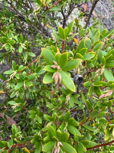Drooping Beard-heath (Leucopogon gelidus)