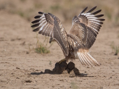 Long-Legged Buzzard photo 5