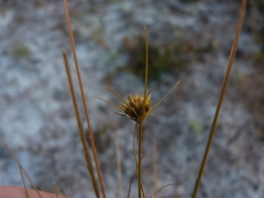 Bulbostylis stenophylla