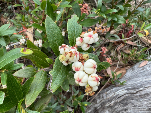 wax-berry (Gaultheria appressa)