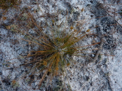 Bulbostylis stenophylla