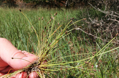 Eleocharis atropurpurea