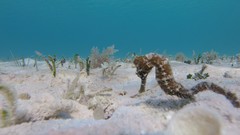 Longsnout Seahorse photo 4