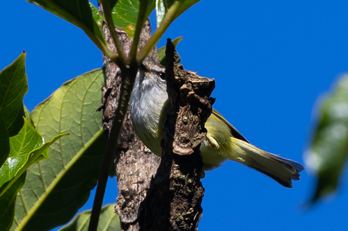 Ashy-throated Warbler (Phylloscopus maculipennis), photo 9