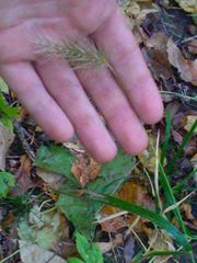 Elymus villosus