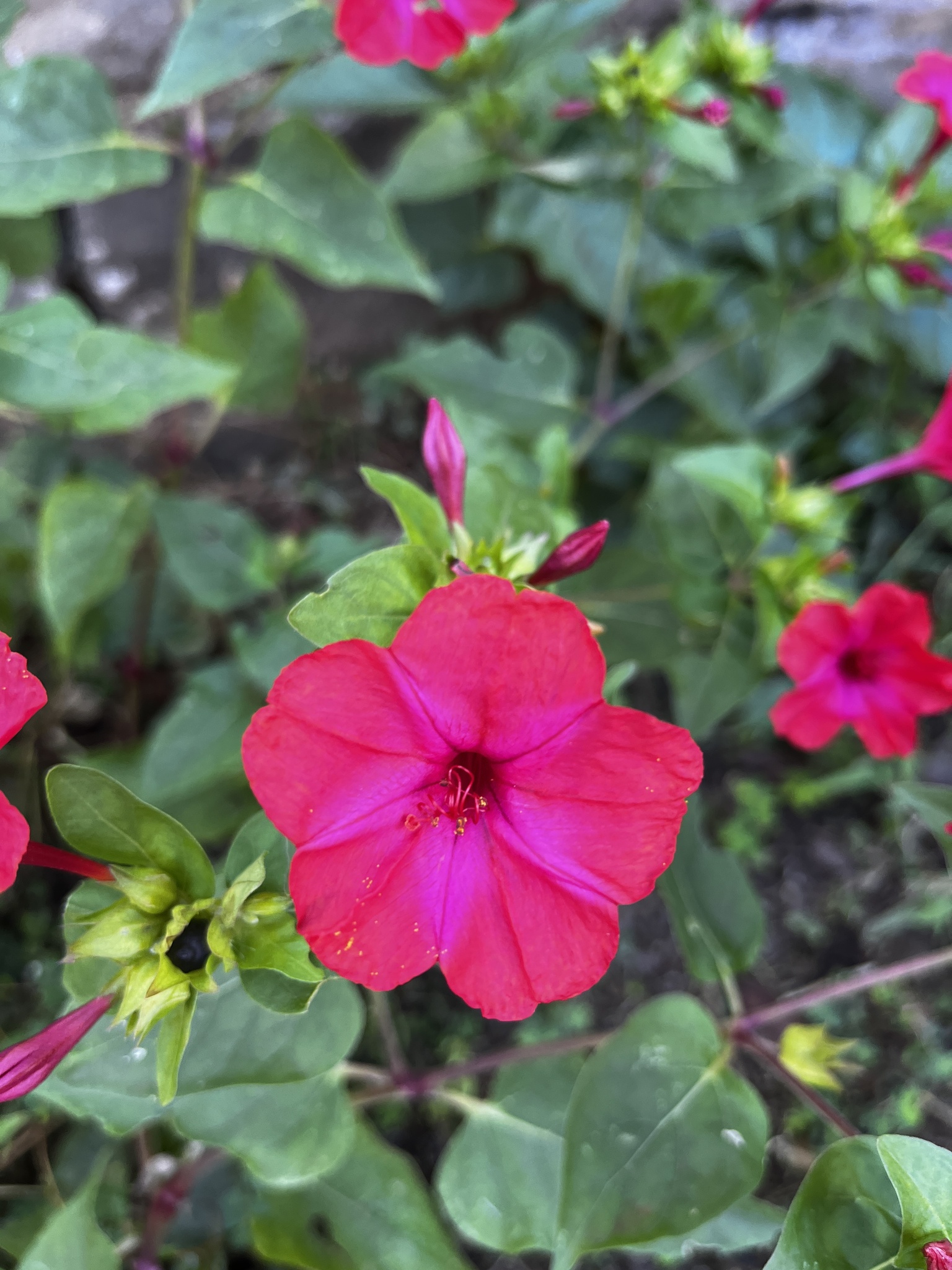 Mirabilis jalapa